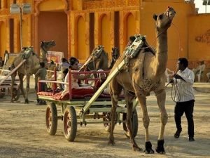 Camel Cart