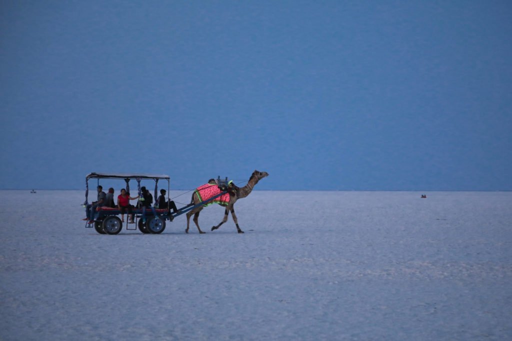 Camel Safari rann utsav
